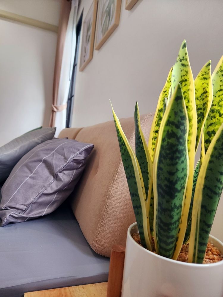 ภาพแบบบ้าน-ทาวน์โฮม 2 ชั้น หน้ากว้าง 6.5 เมตร ไฮท์ลิฟวิ่ง โครงการ 7