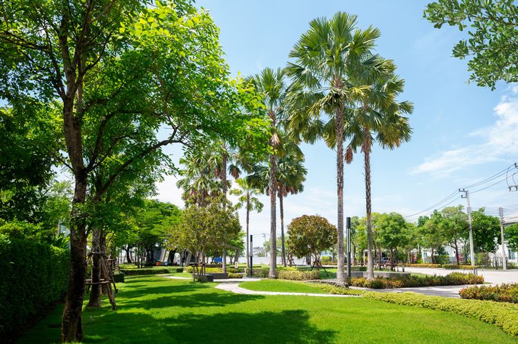 ภาพแบบบ้าน-Cozy