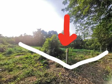 ขายที่ดิน350ตรว.บ้านเต่านอ ต.ศิลา ศิลา - โกทา - หนองไผ่ bM1sHHMf