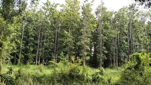 ขายที่ดินสวนต้นสัก เทศบาลวารินฯ ZWdLzXuZ