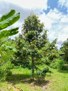 สวนทุเรียน แยกวารินฯ ศรีสะเกษ 5Uaz1WuJ