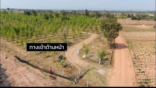 ขายที่ดิน 93 ไร่ (มีโฉนดครุฑแดง) — ไร่ละ 120,000 บาท จ.ขอนแก่น โนนทอง หนองเรือ X6mU7Wzh