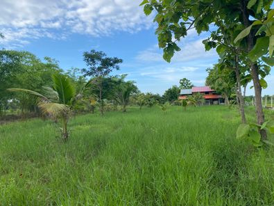 ขายที่ดินบ้านสวนและโคกหนองนา(น้ำไม่ท่วม ) บ้านฝาง บ้านฝาง l551IeOZ