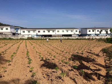 ขายที่ดินบ่อวิน ใกล้แหล่งอุตสาหกรรม ศรีราชา ชลบุรี บ่อวิน ศรีราชา 8yMBT1FH