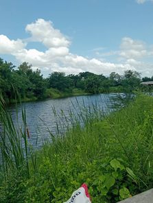 ขายที่ดินพร้อมกิจการห้องเช่าและ บ่อเลี้ยงปลา เพื่อการเกษตร บนที่ดิน ขนาด 10 ไร่ 98 ตรว. ต.บางนาง อ.พานทอง จ.ชลบุรี​ บางนาง พานทอง 6dTJEnhl