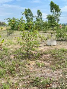 ขายที่ดิน หัวรอ เมืองพิษณุโลก UYBfjqHL