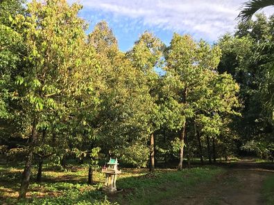 🔥ขายสวนทุเรียนทำเลทอง จ.ระยอง พื้นที่ 21-3-85 ไร่.  พร้อมต้นอายุ 20–100 ปี. ผลผลิตดกทั้งสวน 🌳 เพ-แม่รำพึง-กะเฉด TCpgniQ0