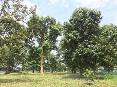 🌳 ขายสวนทุเรียนทำเลพรีเมียม ขนาดพื้นที่ 16-1-4 ไร่ ✨ สวนทุเรียนแปลงสวยทำเลศักยภาพสูง จ.ระยอง เหมาะลงทุนระยะยาว วังหว้า แกลง EKC882co