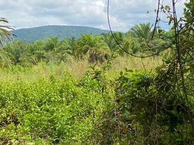 ขายที่ดิน บ้านยาง วัดโบสถ์ 9E3PgnFW