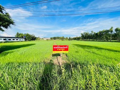 ขายที่ดิน 3 ไร่ ไร่ละ 1.5 ล้าน ถนนทางหลวง อุบลฯ-กันทลักษ์ โนนกลาง สำโรง nJAC0N53