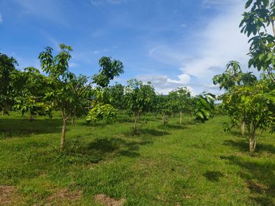 ขายที่ดิน เต็งหนาม Yayo3xaY