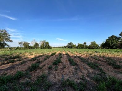 ขายที่ดิน7ไร่ ป่าหวายนั่ง บ้านฝาง A07I7WoK