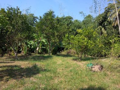 ขายที่ดิน วังนกแอ่น วังทอง t5Qispe3