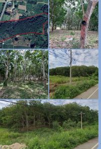 #ที่ดินสวนยาง จ.ประจวบคีรีขันธ์ ทำเงินได้ทันที ใกล้เมือง หายากมาก โอกาสแบบนี้ ไม่รอใคร หนองพลับ หัวหิน OKw3keoc