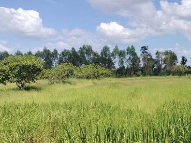 ขายที่ดินอุบลฯ สวยๆ 5 ไร่  เพียง 800,000 บาท เท่านั้น ถูกกว่านี้ไม่มีอีกแล้ว!! กุดชมภู พิบูลมังสาหาร RhRRM5f8