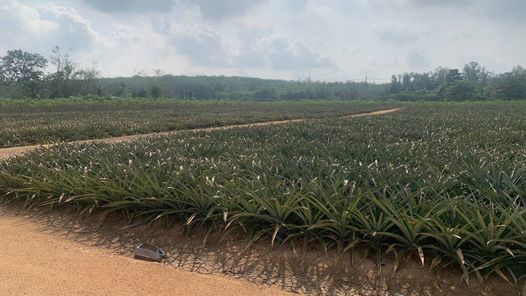 ขายที่ดิน ปลวกแดง-CK-แม่น้ำคู้-อีสเทิร์นซีบอร์ด sJHIiGvo