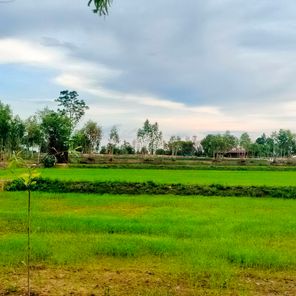 ขายที่นา 5 ไร่ ต.ลาดควาย  อ.ศรีเมืองใหม่  จ.อุบลราชธานี ลาดควาย ศรีเมืองใหม่ 3iQqYBef