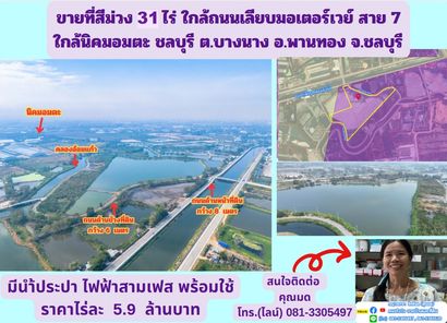 ขายที่สีม่วง  31  ไร่ ใกล้ถนนเลียบมอเตอร์เวย์ สาย 7 ใกล้นิคมอมตะ ชลบุรี  ต.บางนาง อ.พานทอง จ.ชลบุรี บางนาง พานทอง I7fjT7Vu