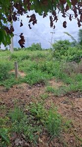 ขายที่ถมแล้ว ขายถูก ใกล้ถนนทางหลวง 3025 ( ท่าข้าม-สระสี่เหลี่ยม ) เนื้อที่  200  ตรว. ต.ท่าข้าม อ.พนัสนิคม จ.ชลบุรี ท่าข้าม พนัสนิคม wd1JFTZC