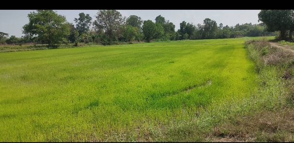 ขายที่ดิน โคกสี เมืองขอนแก่น favG9kxG