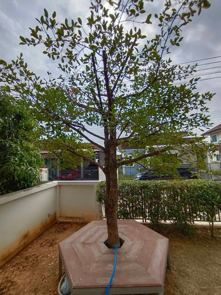 ภาพแบบบ้าน-ผกากานต์