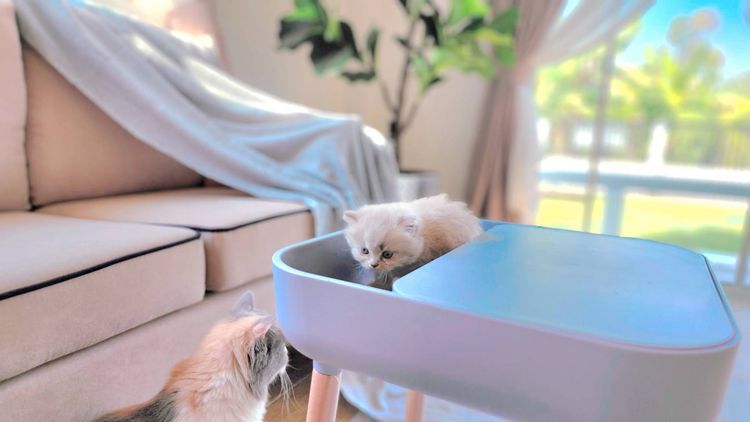 ภาพแบบบ้าน-ฮานะวิลล์