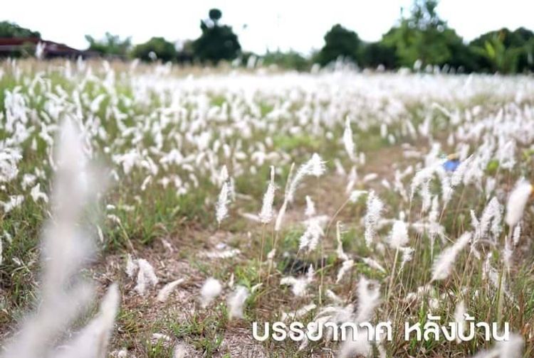 ภาพแบบบ้าน-บ้านสวนสวย