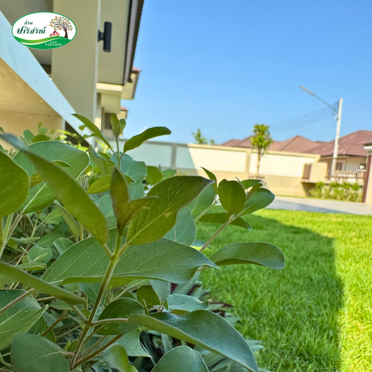 ภาพแบบบ้าน-บ้าน ปาริยา