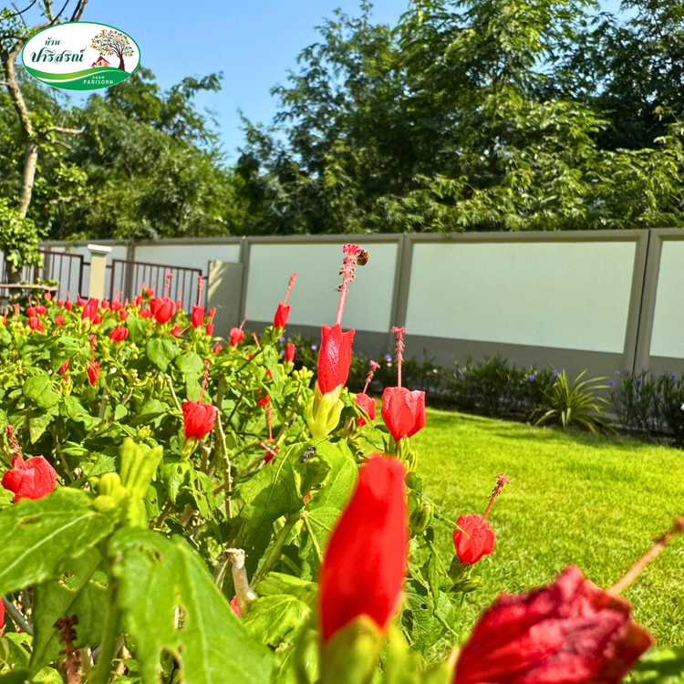 ภาพแบบบ้าน-บ้าน ปาริยา