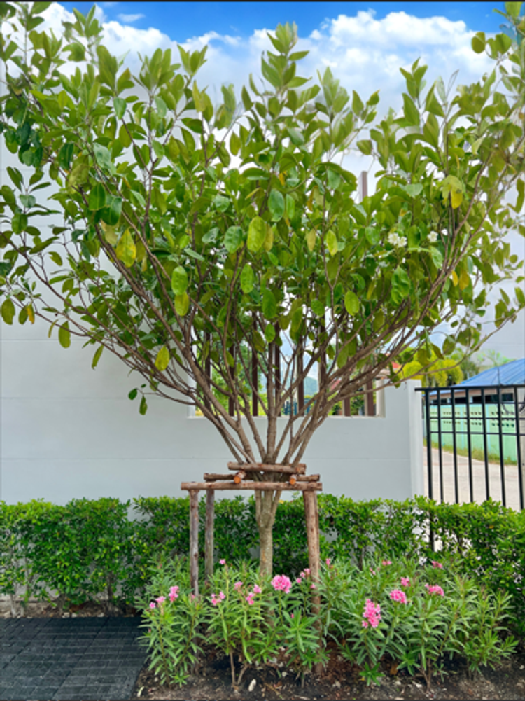 ภาพแบบบ้าน-เปิดขายบ้านตัวอย่าง เฟอร์ครบ บ้านแฝด 2 ชั้น