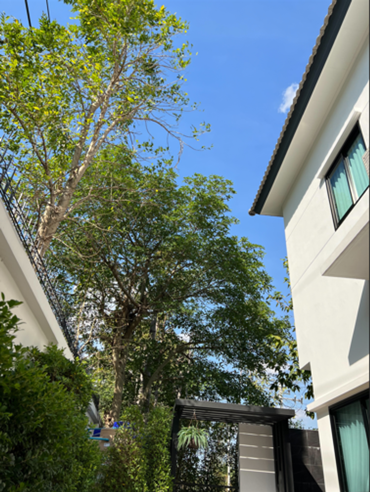 ภาพแบบบ้าน-บ้านเดี่ยว