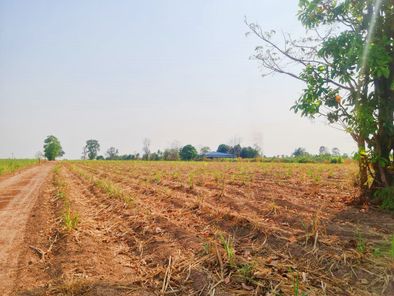 ที่ดินท้ายหมู่บ้าน บรรยากาศดี วิวต้นไม้ เป็นส่วนตัว แต่ไม่เปลี่ยว ใกล้น้ำ-ไฟ ใกล้เขื่อนอุบลรัตน์ ขอนแก่น ม่วงหวาน น้ำพอง ev4PJTCy