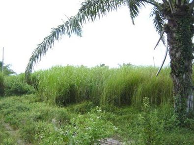 ขายที่ดิน 1 งาน 83 วา ในโครงการหัวหินธารวนา ราคา 3.7 แสนบาท ในอำเภอหัวหิน ตำบลหินเหล็กไฟ หินเหล็กไฟ-ห้วยมงคล apL7PRPR