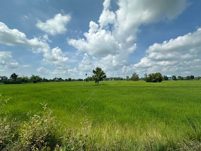 ที่ดินบุรีรัมย์ - ที่นา 21 ไร่ 3 งาน 55 ตารางวา บ้านยาง yOKXua9F