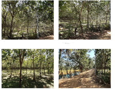 ขายที่ดินเปล่า 4ไร่ 3งาน 37ตารางวา ราคา 2.1 ล้านบาท ในอำเภอเขื่องในอำเภอ ตำบลหัวดอน หัวดอน เขื่องใน tbGxYQUP