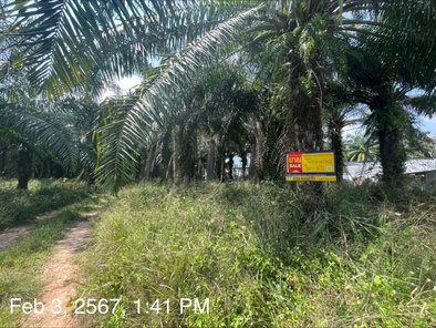 ขายที่ดินเปล่า 38ไร่ 36ตารางวา ราคา 24 ล้านบาท ในอำเภอบางสะพานน้อย ตำบลทรายทอง บางสะพาน-ทับสะแก OQxg1ScA